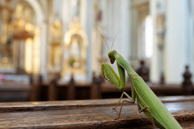 Wegen sinkender Besucherzahlen: Stiftskirche Kaiserslautern wird offiziell an Gottesanbeterinnen übergeben
